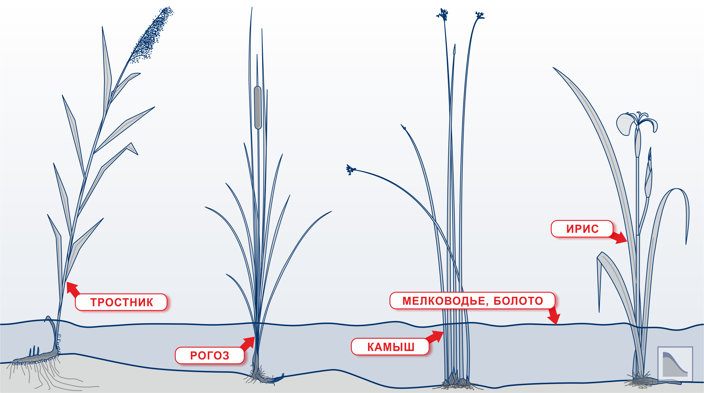 Прибрежно-водные растения (тростник, рогоз, камыш, аир)