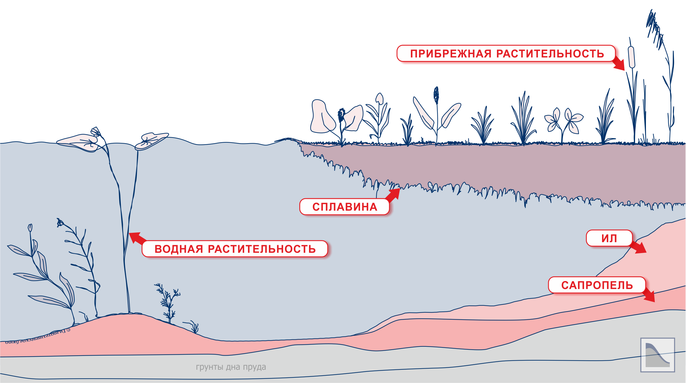 Рост прибрежно-водной растительности